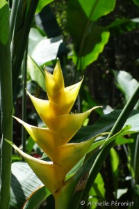 Guadeloupe Août 2015-02668  